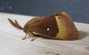 Oak Eggar 2 Copyright: Stephen Rolls