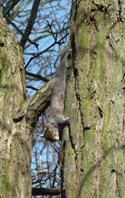 Grey Squirrel  Sciurus carolinensis Copyright: Peter Pearson