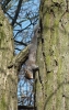 Grey Squirrel  Sciurus carolinensis 