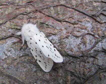 White Ermine Moth Copyright: Graham Smith