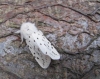 White Ermine Moth Copyright: Graham Smith