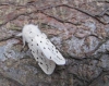 White Ermine Moth