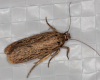 Depressaria radiella 18-03-2023