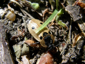 Dendroxena quadrimaculata Copyright: Sue Grayston