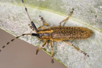 Agapanthia villosoviridescens Copyright: Peter Harvey