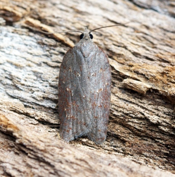 Acleris sparsana Copyright: Ben Sale