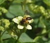 Andrena florea mining bee 