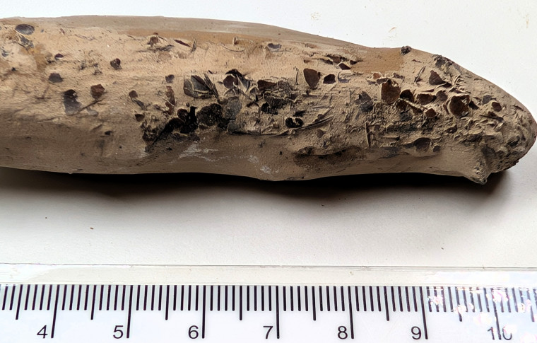 Chigwell Fossil Fish scales London Clay M11 Service Area Copyright: Mike Daniels Collection