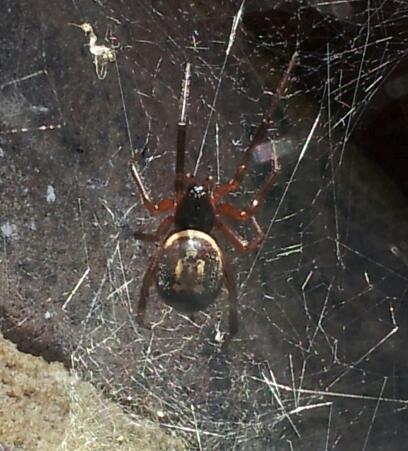 steatoda nobilis 2 Copyright: Nicola Grover