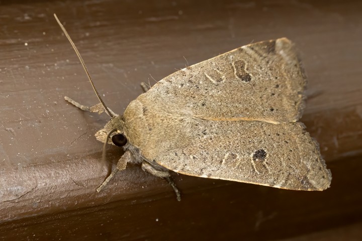 Lesser Yellow Underwing Copyright: Bill Crooks