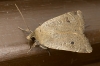 Lesser Yellow Underwing Copyright: Bill Crooks