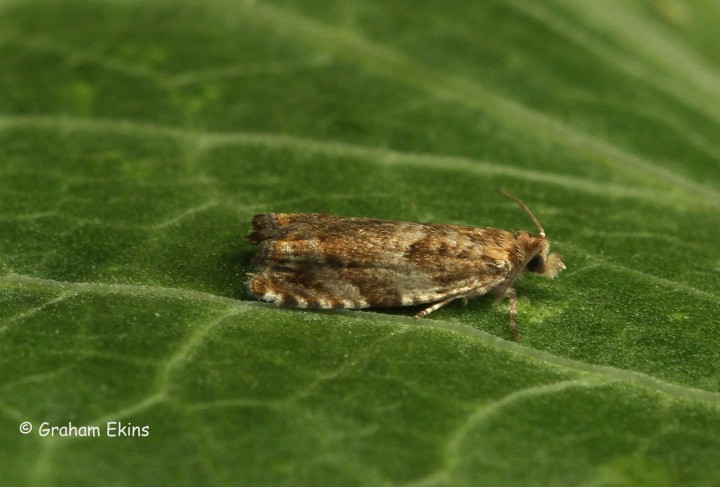 Epinotia abbreviana 4 Copyright: Graham Ekins