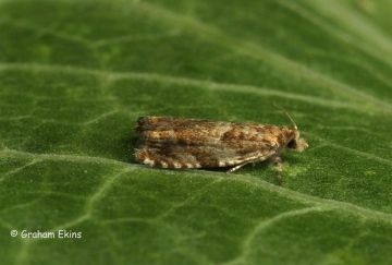 Epinotia abbreviana 4 Copyright: Graham Ekins