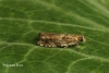 Epinotia abbreviana 4 Copyright: Graham Ekins