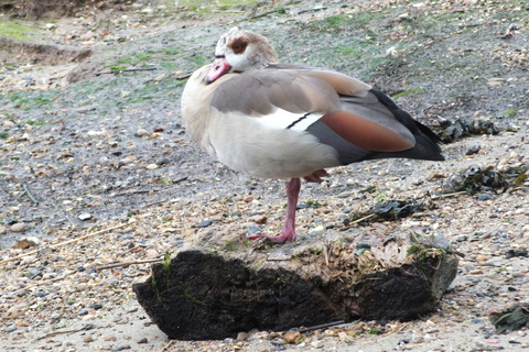 Egyptian Goose (Alopochen aegyptiacus) Copyright: Peter Pearson