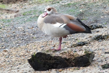 Egyptian Goose (Alopochen aegyptiacus) Copyright: Peter Pearson