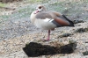 Egyptian Goose (Alopochen aegyptiacus) 