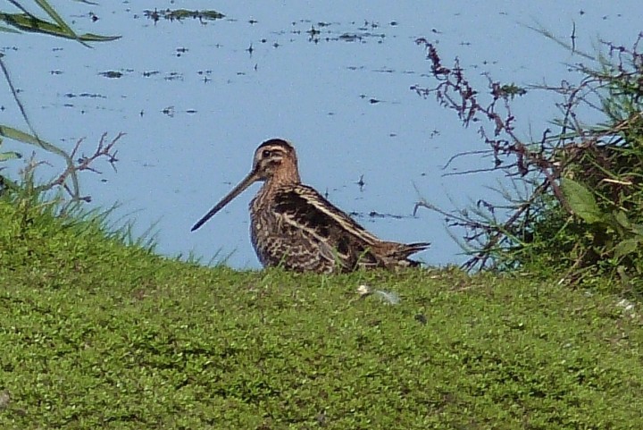 Snipe Copyright: Graham Smith