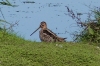 Snipe 