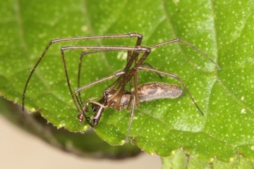 Tetragnatha nigrita male 1 Copyright: Peter Harvey