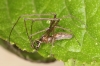 Tetragnatha nigrita male 1 Copyright: Peter Harvey