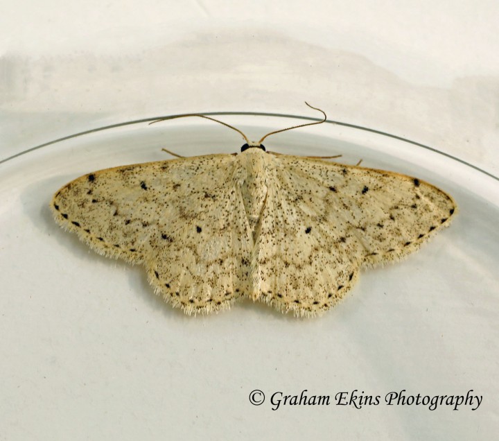 Scopula marginepunctata  Mullein Wave Copyright: Graham Ekins