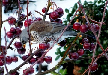 Fiedfare (Turdus pilaris) Copyright: Peter Pearson