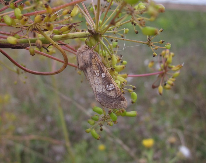 Fisher's Estuarine Moth 1 Copyright: Clive Atkins