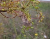 Fisher's Estuarine Moth 1