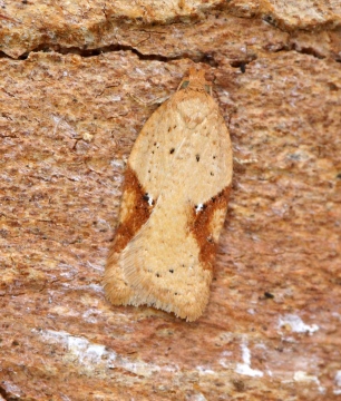 Acleris notana 1 Copyright: Ben Sale