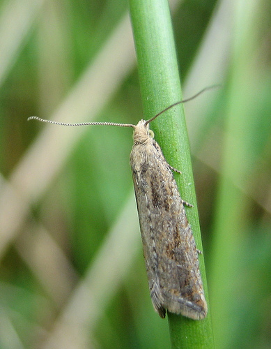 Bactra lancealana. Copyright: Stephen Rolls