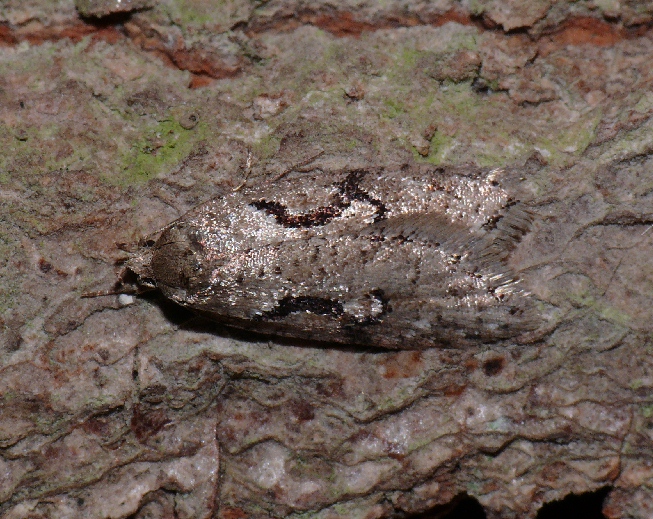 Semioscopis steinkellneriana Copyright: Peter Furze