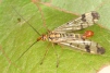 Panorpa cognata 