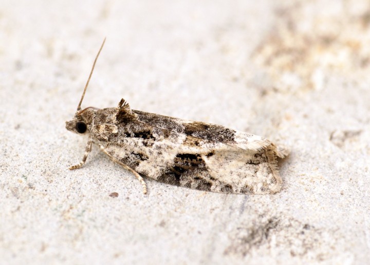 Apotomis lineana Copyright: Ben Sale