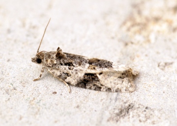 Apotomis lineana Copyright: Ben Sale