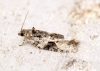 Apotomis lineana Copyright: Ben Sale