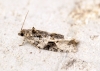 Apotomis lineana