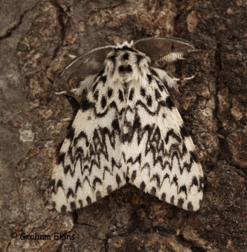 Lymantria monacha  Black Arches 6 Copyright: Graham Ekins