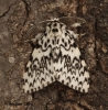 Lymantria monacha  Black Arches 6 Copyright: Graham Ekins