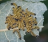 communal larvae