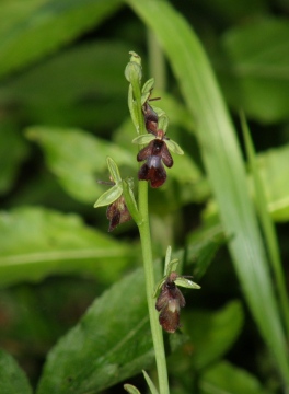 Ophrys insectifera Copyright: Sue Grayston