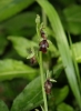 Ophrys insectifera