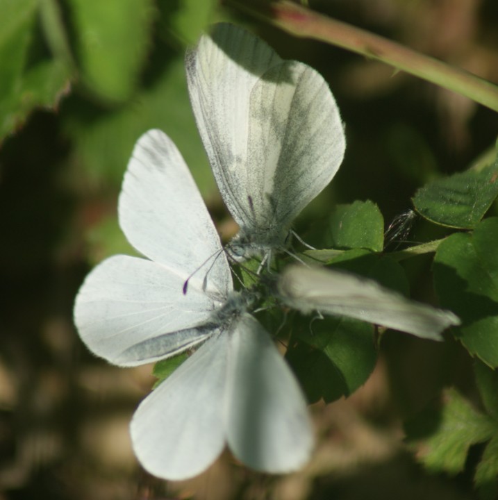 Wood White courtship 1 Copyright: Robert Smith