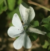 Wood White courtship 1