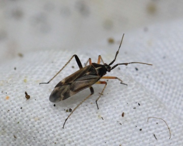 male Harpocera thoracica Copyright: Yvonne Couch