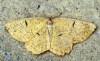Orange Moth 5 Copyright: Ben Sale