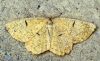 Orange Moth 5