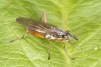 Sepedon sphegea