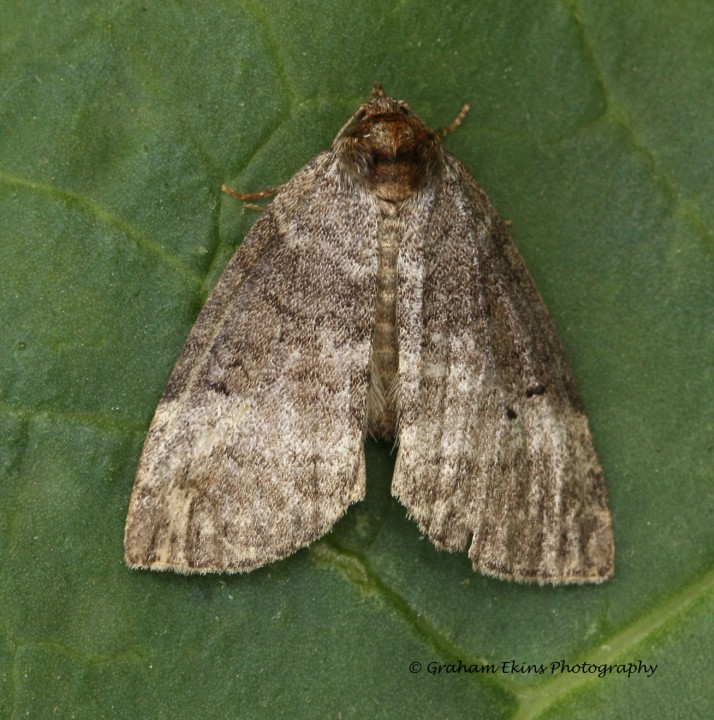 Ochropacha duplaris   Common Lutestring Copyright: Graham Ekins