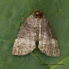 Ochropacha duplaris   Common Lutestring Copyright: Graham Ekins